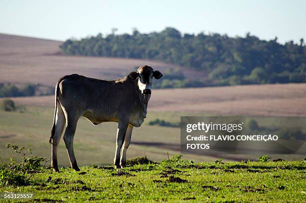 nelore cattle pasture - animal liver foto e immagini stock