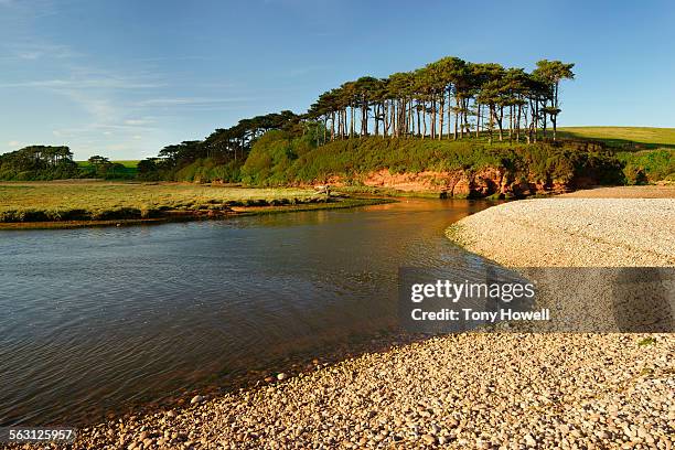 river otter,budleigh salterton - budleigh stock pictures, royalty-free photos & images