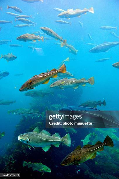 cods in an aquarium in norway - cod stock pictures, royalty-free photos & images