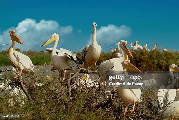 senegal, djoudj national park, pelicans - pelican stock pictures, royalty-free photos & images