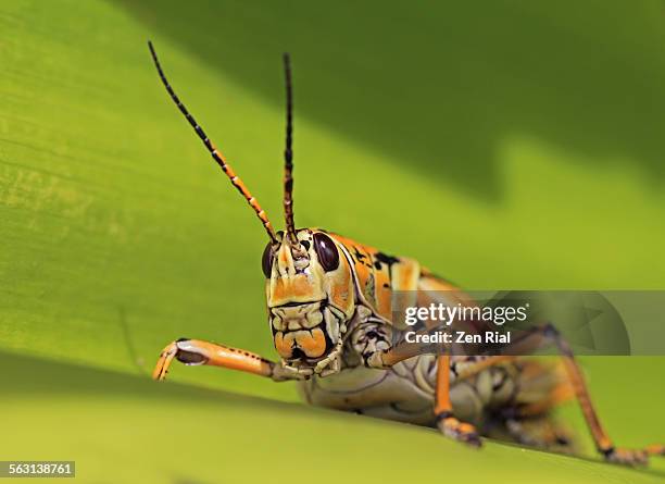 close up of an eastern lubber grasshopper - lubber grasshopper bildbanksfoton och bilder