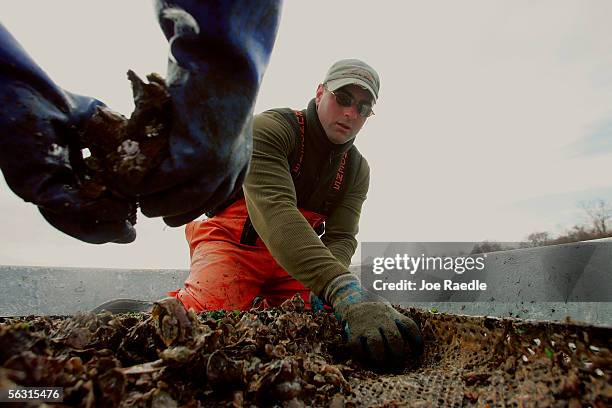 Daniel Costa takes oysters off a tray to be released into the water as he works with the Rhode Island Department of Environmental Management and the...