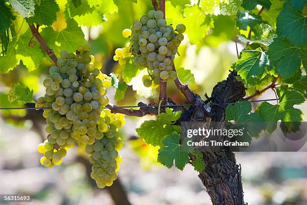 Bunches of grapes on grape vine in Sauternes,France on the estate of Chateau de Malle.