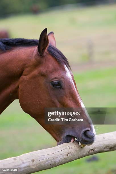 Dutch warmblood horse crib biting, Oxfordshire, Great Britain.