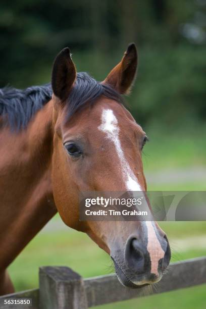 Dutch warmblood horse, Oxfordshire, England.