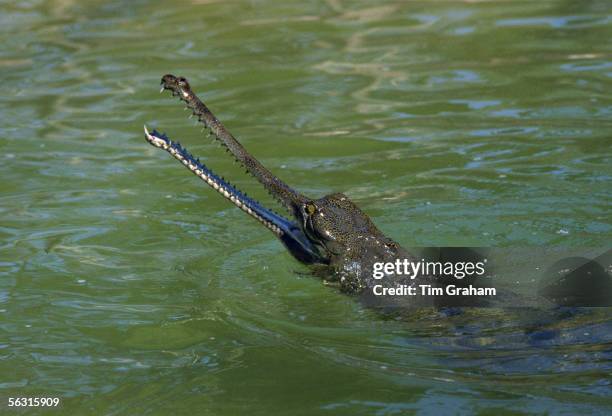 Indian Gharial, Chitwan National Park, Nepal.