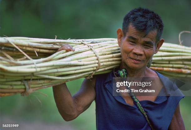 Ifugao man carrying a bundle of Rattan that he has cut from the mountainside, Banaue, Luzon,Philippines.