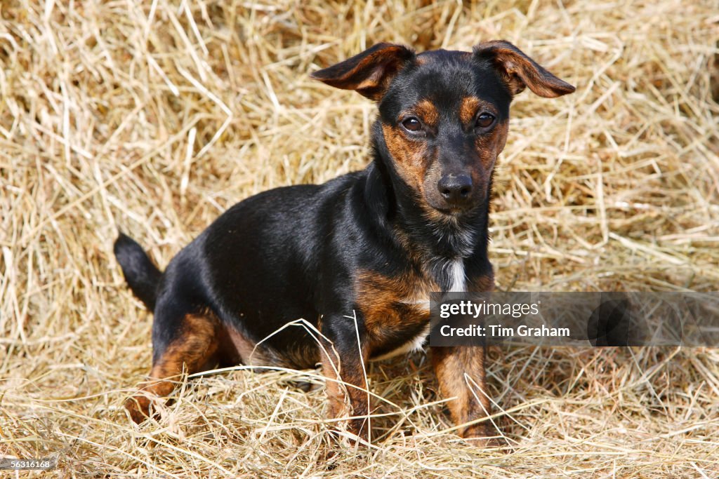 Jack Russell Puppy, Oxfordshire, UK