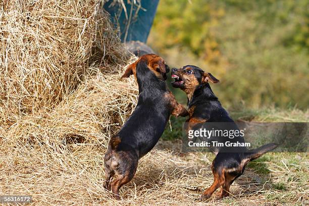 Black and tan Jack Russell puppies fighting on a bed of hay, England, United Kingdom.
