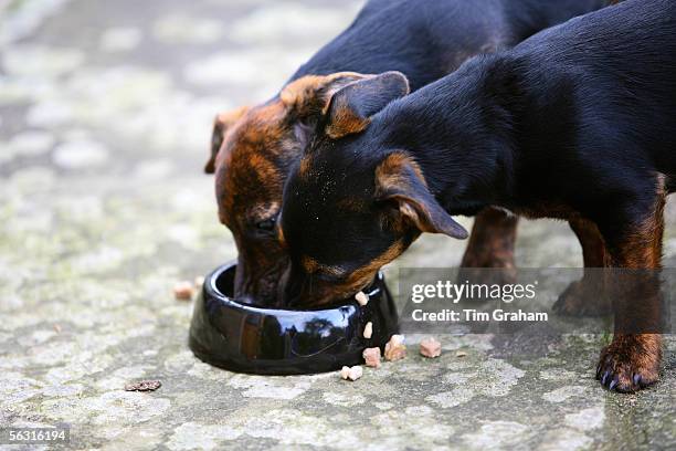 Black and tan Jack Russell puppies eat from a food bowl, England, United Kingdom.