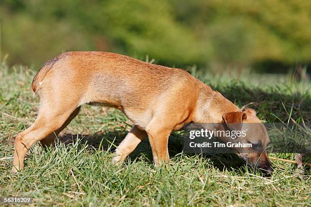 Jack Russell cross Patterdale terrier puppy sniffing at the grass, England, United Kingdom.