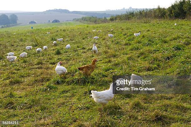 Free-range chickens of breed Isa 257 roam freely at Sheepdrove Organic Farm, Lambourn, England.