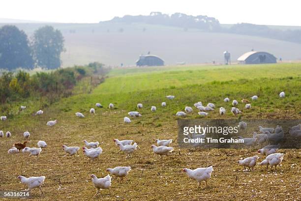 Free-range chickens of breed Isa 257 roam freely at Sheepdrove Organic Farm, Lambourn, England. Beyond are mobile roosting houses.