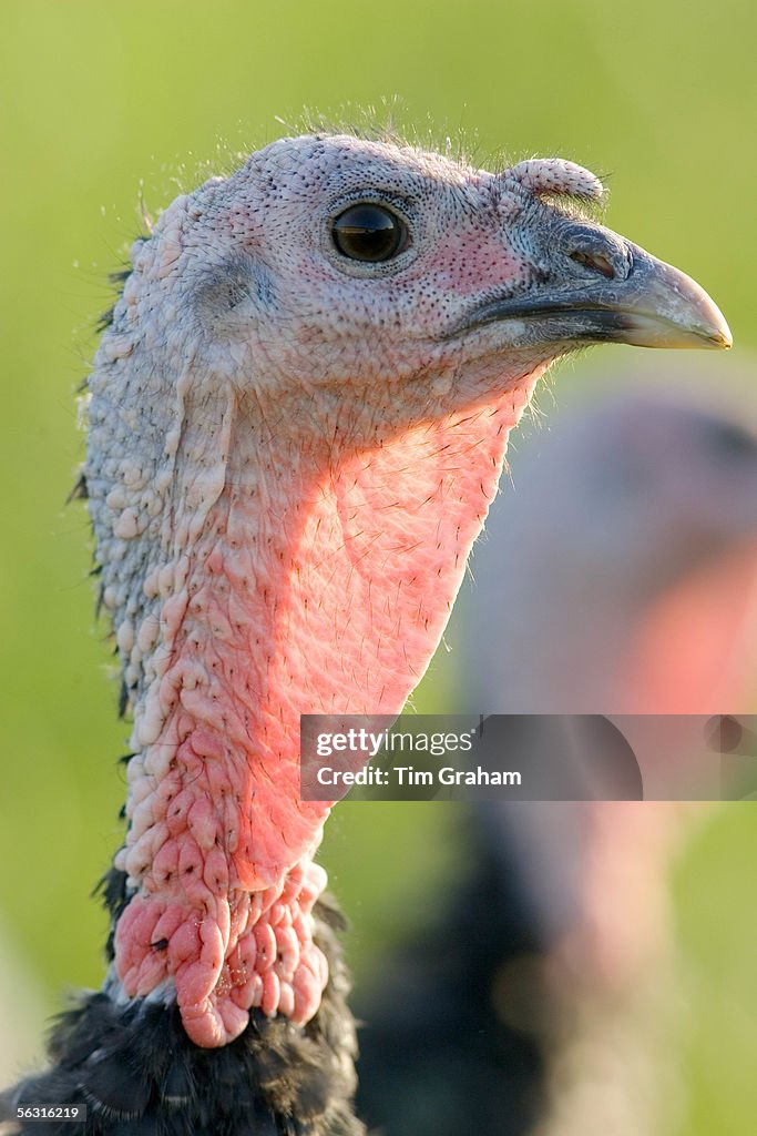 Organic Free-Range Turkey, UK