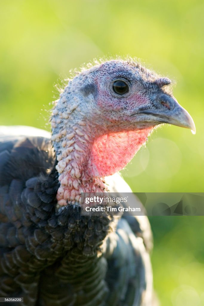 Organic Free-Range Turkey, UK