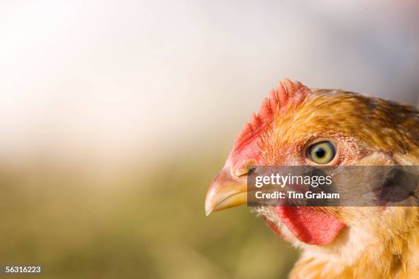 Free-range chicken of breed Isa 257 at Sheepdrove Organic Farm, Lambourn, England.