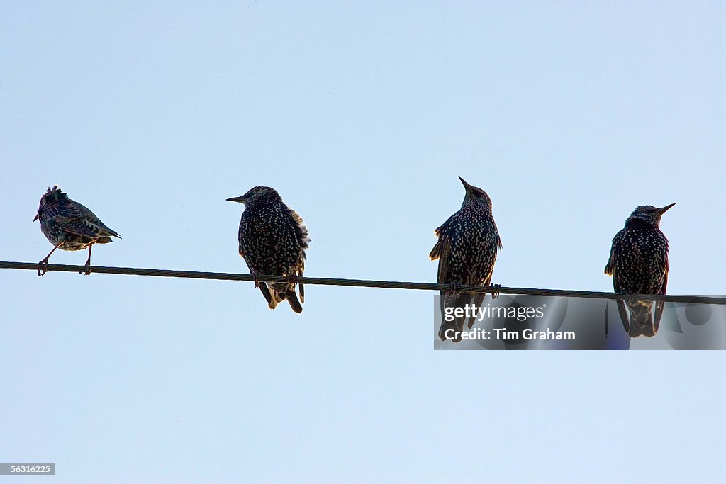 Migrating Starlings, UK