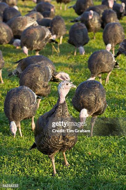 Free-range Norfolk bronze turkeys roam freely at Sheepdrove Organic Farm, Lambourn, England.