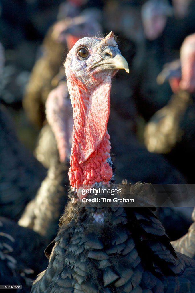 Organic Free-Range Turkey, UK