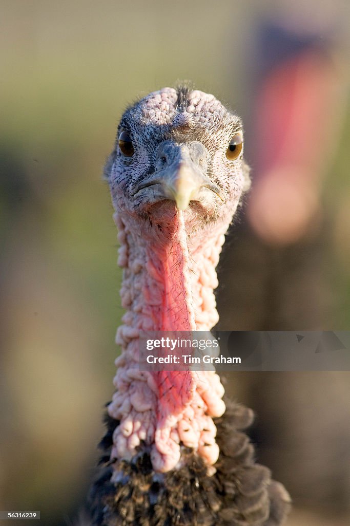 Organic Free-Range Turkey, UK