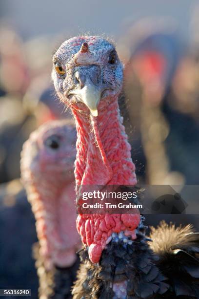 Free-range Norfolk bronze turkey at Sheepdrove Organic Farm, Lambourn, England.