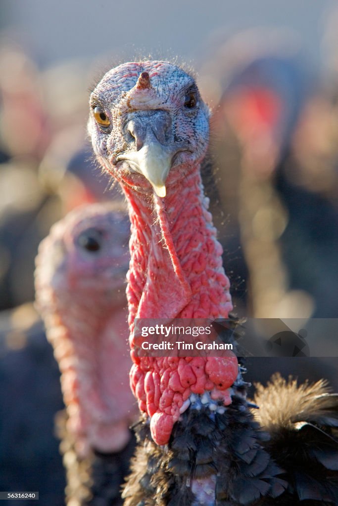 Organic Free-Range Turkey, UK
