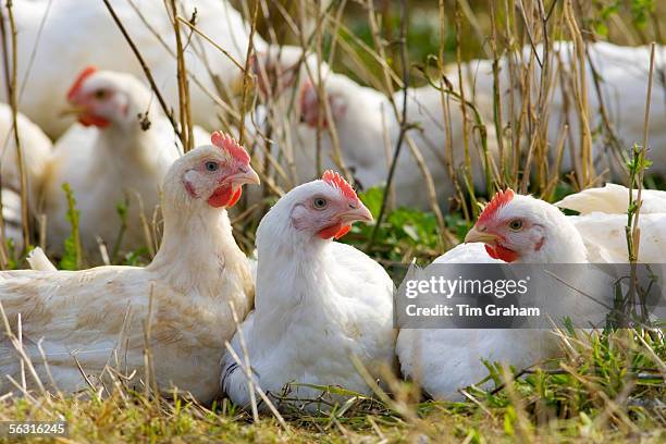 Free-range chickens of breed Isa 257 roam freely at Sheepdrove Organic Farm, Lambourn, England.