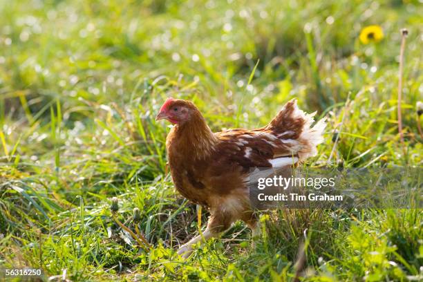 Free-range chicken of breed Isa 257 roam freely at Sheepdrove Organic Farm, Lambourn, England.