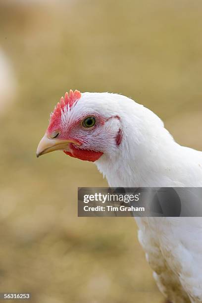 Free-range chicken of breed Isa 257 roams freely at Sheepdrove Organic Farm, Lambourn, England.