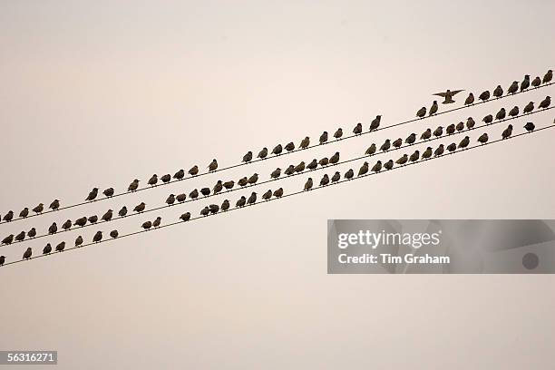 Migratory Starlings on telephone wires at Thames Estuary. Avian Flu could be brought to Britain from Europe by migrating birds.