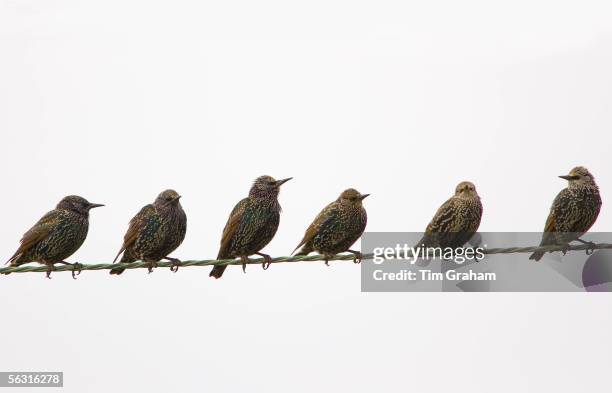 Migratory Starlings on telephone wires at Thames Estuary. Avian Flu could be brought to Britain from Europe by migrating birds.