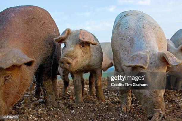 Piglet among pigs at Sheepdrove Organic Farm, Lambourn, England where Camborough sows are kept with Duroc boars.