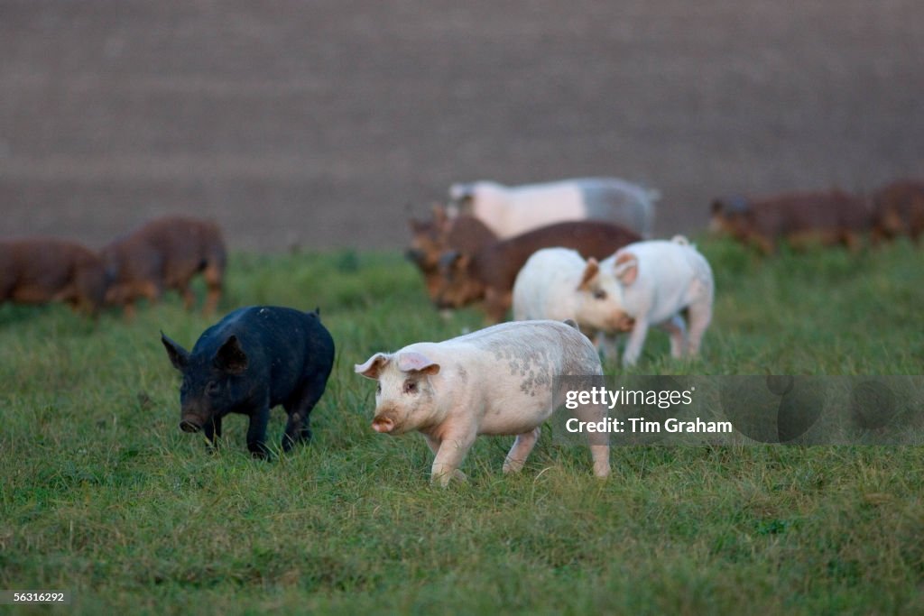 Free-range Pigs, Lambourn, UK