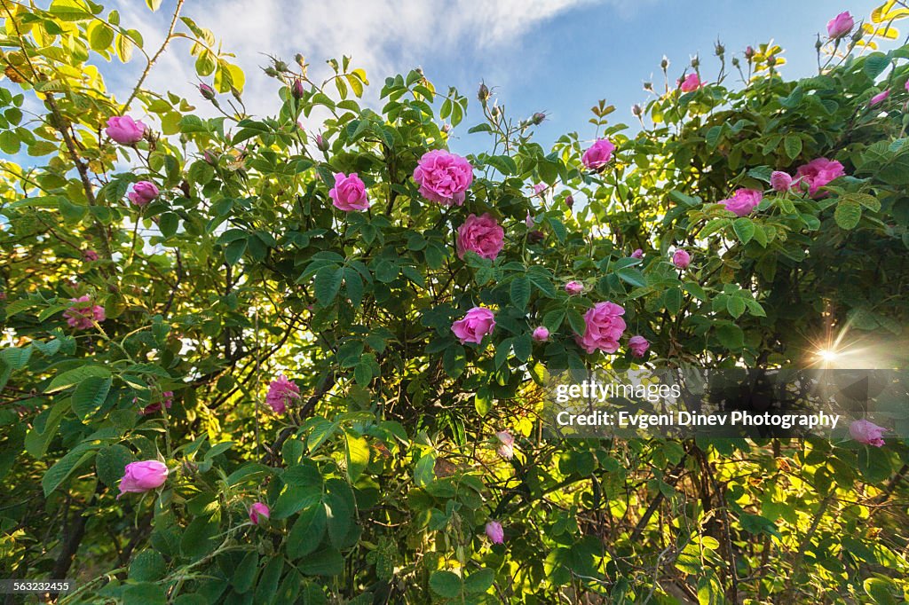 Sun in the roses