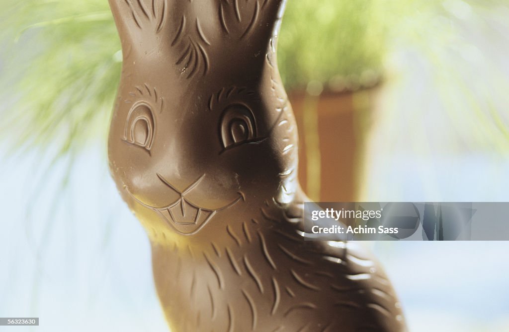 Chocolate easter bunny, close-up