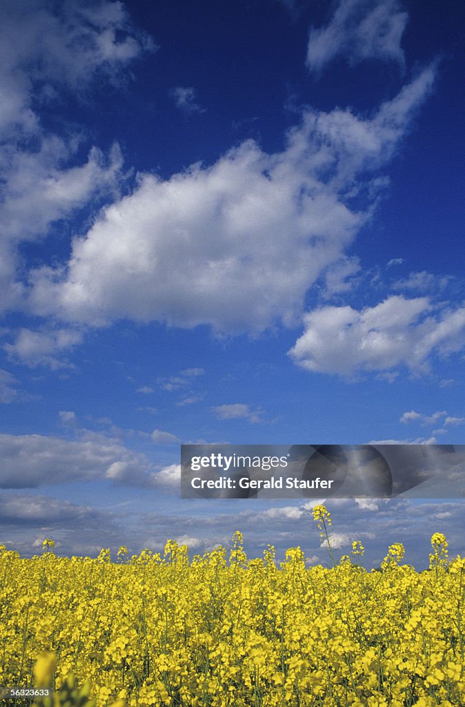 Germany, Bavaria, Rape field