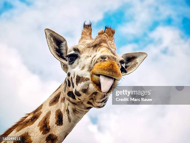funny giraffe - girafe photos et images de collection