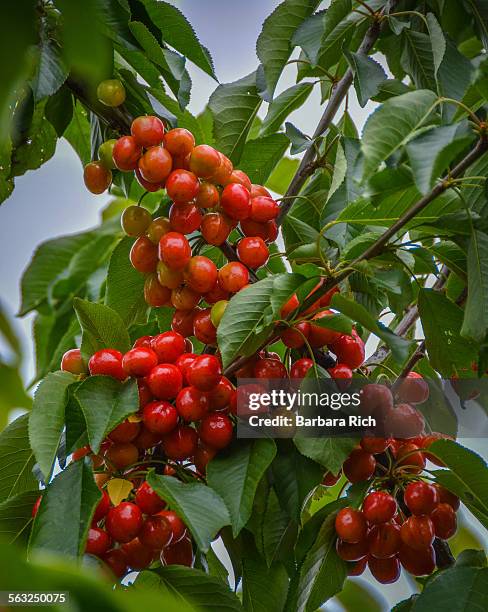 ripening clusters of cherries on fruit laden tree - fruit laden trees stock pictures, royalty-free photos & images