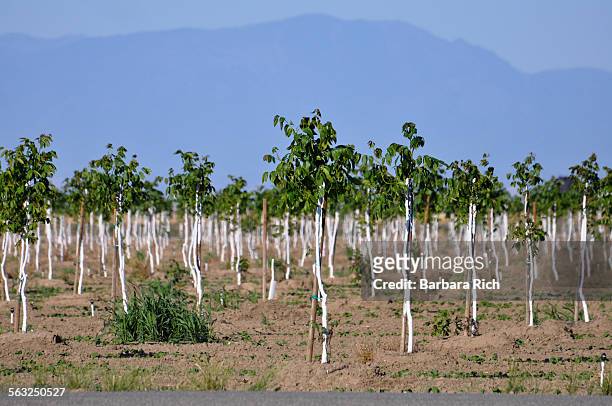 rows of young, white trunked walnut trees - walnut farm stock pictures, royalty-free photos & images