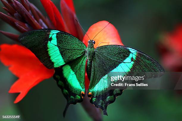 emerald swallowtail (papilio palinurus) - emerald swallowtail stockfoto's en -beelden