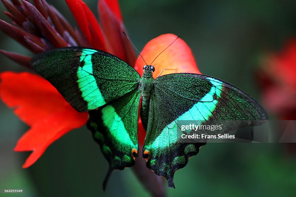 Emerald swallowtail (Papilio palinurus)