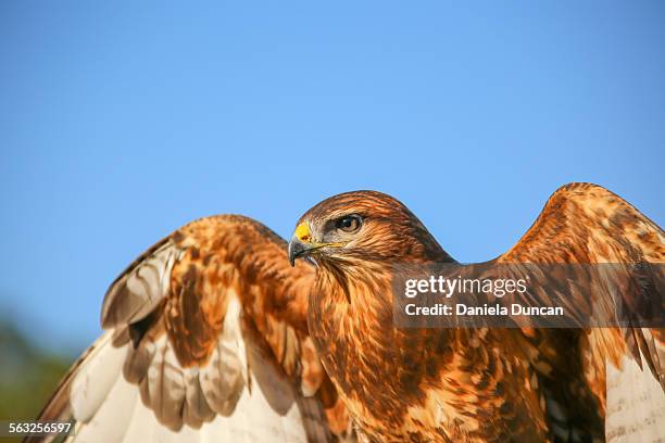 buzzard plummage - plummage stock pictures, royalty-free photos & images