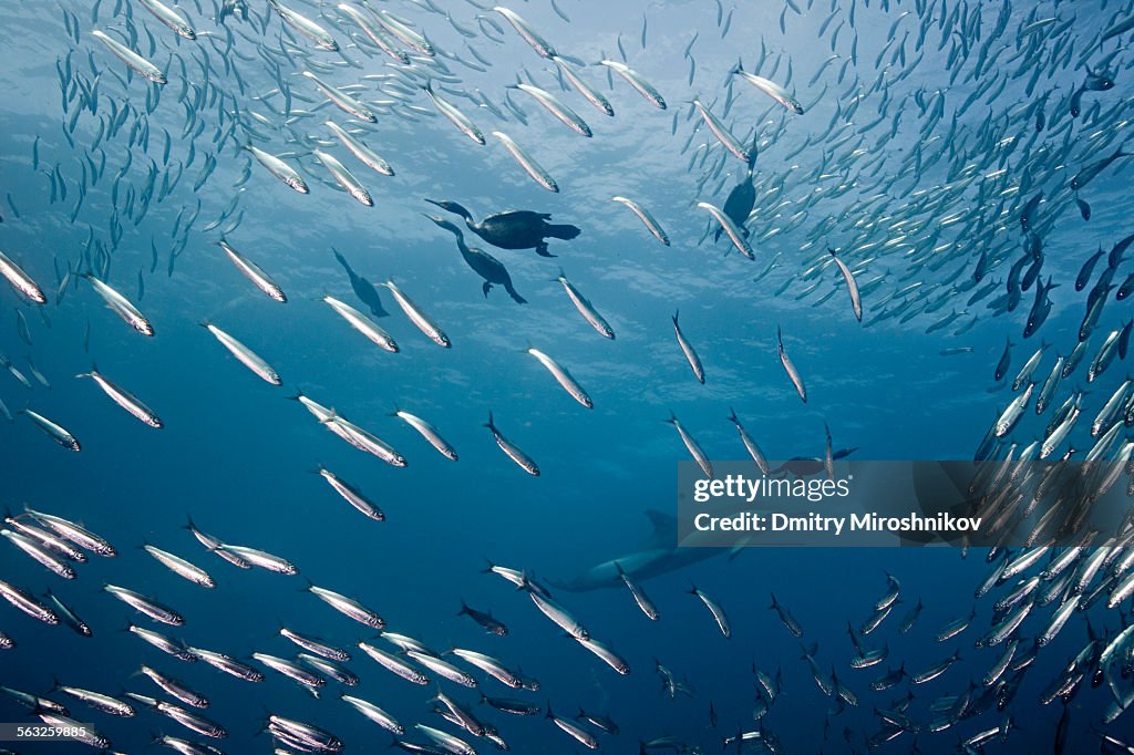 Cormorants and dolphins are hunting sardines