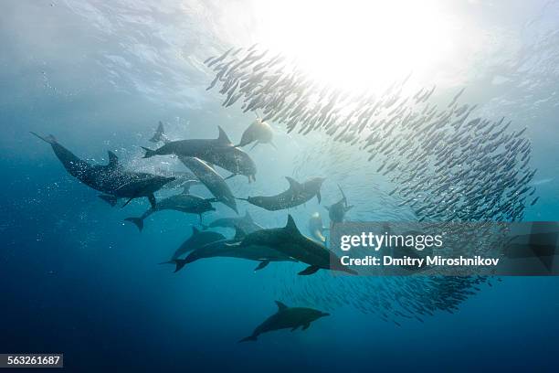 dolphins are hunting sardines - salt water fish stock-fotos und bilder