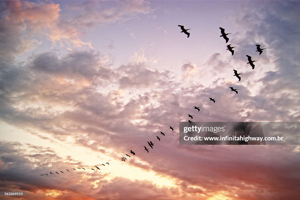 Mexico Campeche pelicanos