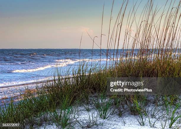 sea grass holds the dunes - hilton head photos et images de collection