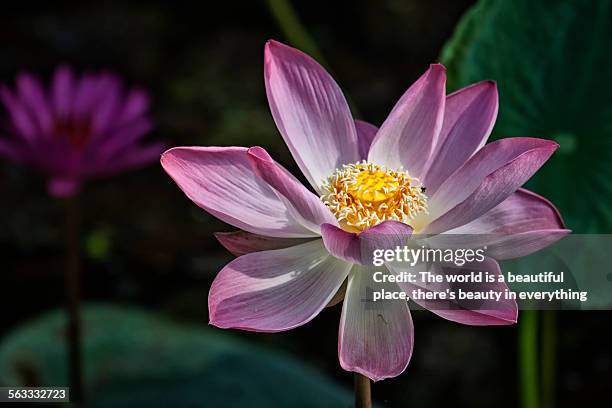 High Resolution Native Flower 394 India National Flower Stock Photos, High-Res Pictures, and Images ...