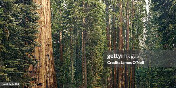 giant sequoia trees - sequoiabaum stock-fotos und bilder