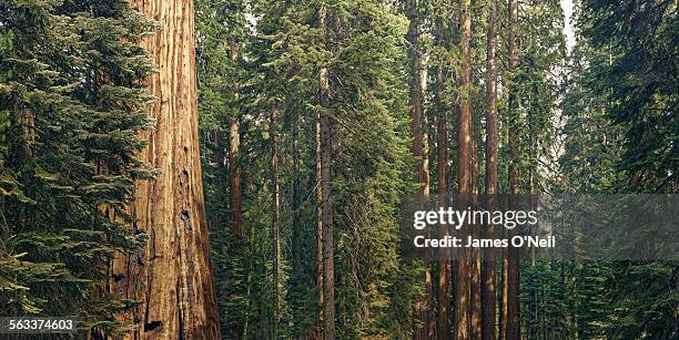 giant sequoia trees - sequoia stockfoto's en -beelden