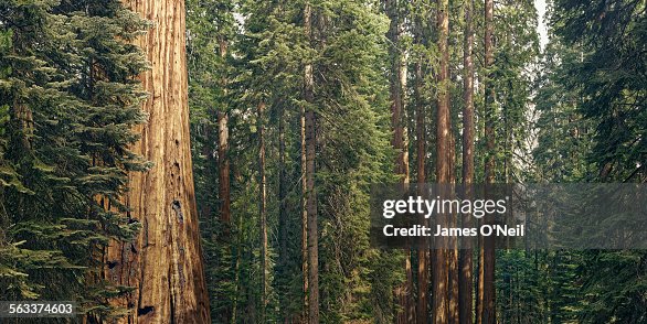 giant sequoia trees